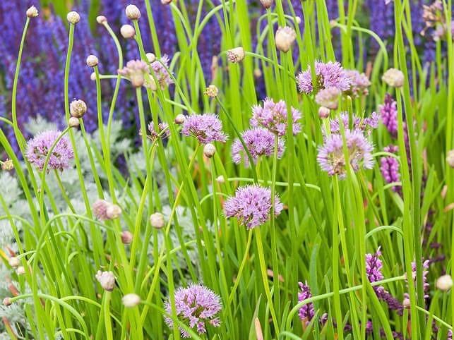 Allium senescens, Ornamental Onion, German Garlic, Mountain Garlic, Pink Flowers, Lavender Flowers